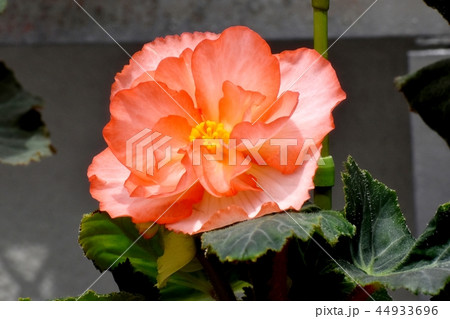 調布の植物園に咲くオレンジのベゴニア 調布の植物園に咲くオレンジのベゴニア 44933696