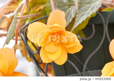 調布の植物園に咲くオレンジのベゴニア 調布の植物園に咲くオレンジのベゴニア 44933966