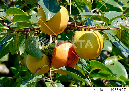 三鷹中原になるカキ 44933967