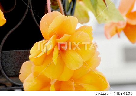 調布の植物園に咲くオレンジのベゴニア 44934109