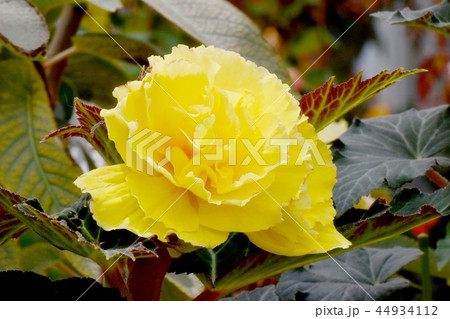 調布の植物園に咲く黄色いベゴニア 44934112