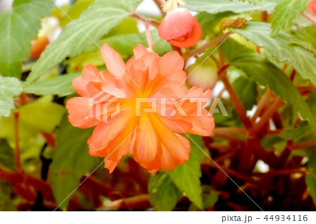 調布の植物園に咲くオレンジのベゴニア 44934116