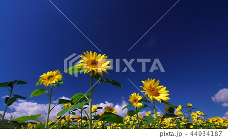 ひまわり畑 44934187