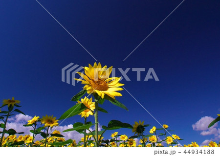 ひまわり畑 44934188