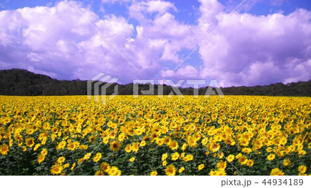 ひまわり畑 44934189