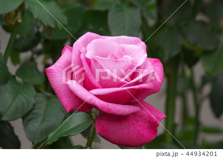 バラ 44934201