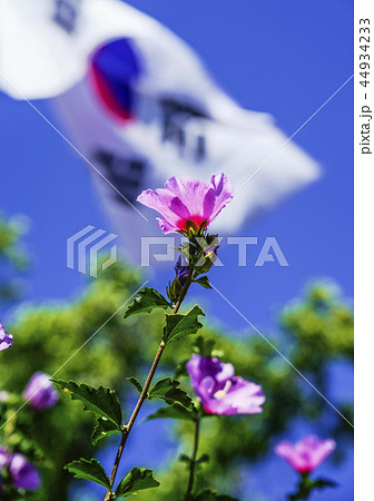 国立博物館 ソウル 夏 44934233