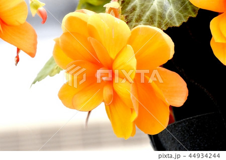 調布の植物園に咲くオレンジのベゴニア 調布の植物園に咲くオレンジのベゴニア 44934244