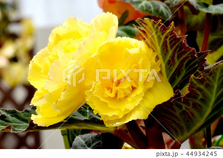 調布の植物園に咲く黄色いベゴニア 調布の植物園に咲く黄色いベゴニア 44934245