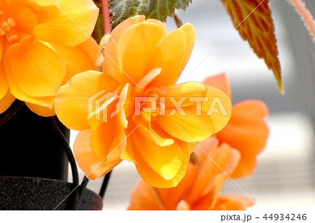 調布の植物園に咲くオレンジのベゴニア 44934246
