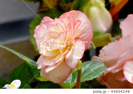 調布の植物園に咲くピンクのベゴニア 調布の植物園に咲くピンクのベゴニア 44934249