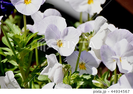 三鷹中原に咲く白いビオラ 44934567