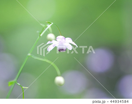 森の妖精 レンゲショウマ 森の妖精 レンゲショウマ 44934584