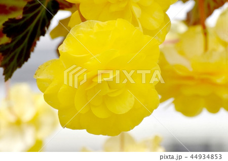 調布の植物園に咲く黄色いベゴニア 44934853