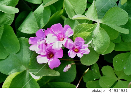 三鷹中原に咲くイモカタバミ 44934981