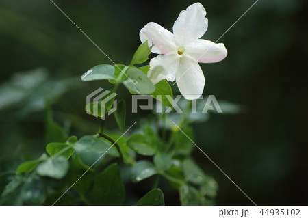 ジャスミン　ホワイトプリンセス 44935102