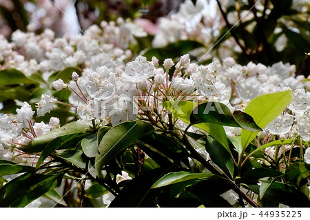 調布の植物園に咲くカルミア(アメリカシャクナゲ) 調布の植物園に咲くカルミア(アメリカシャクナゲ) 44935225