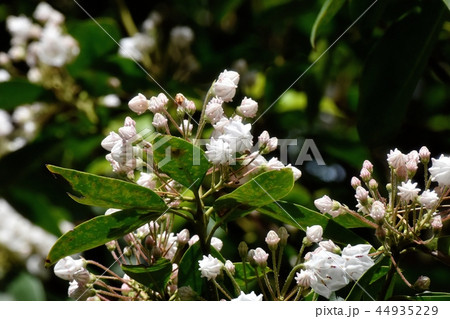 調布の植物園に咲くカルミア（アメリカシャクナゲ） 44935229