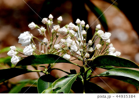 調布の植物園に咲くカルミア(アメリカシャクナゲ) 調布の植物園に咲くカルミア(アメリカシャクナゲ) 44935384