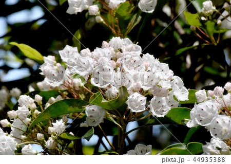 調布の植物園に咲くカルミア（アメリカシャクナゲ） 44935388