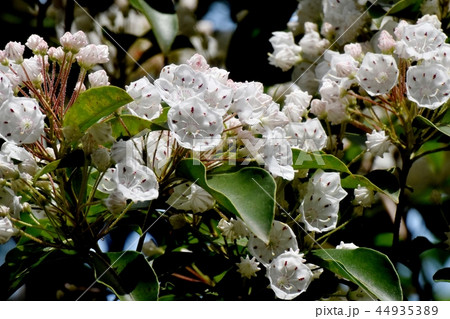調布の植物園に咲くカルミア（アメリカシャクナゲ） 44935389