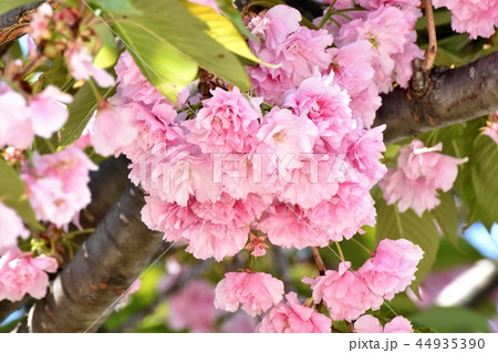 三鷹中原に咲くサトザクラ（八重桜） 44935390