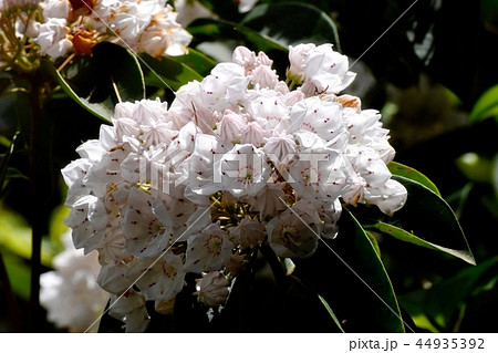 調布の植物園に咲くカルミア（アメリカシャクナゲ） 44935392