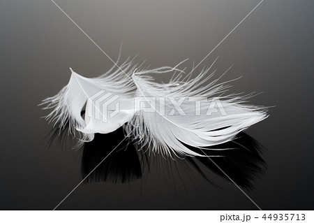羽根　羽 44935713