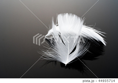 羽根　羽 44935714