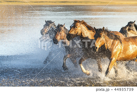 動物 家畜 言葉 44935739