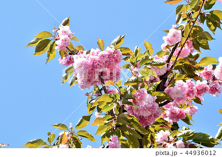 三鷹中原に咲くサトザクラ（八重桜） 44936012