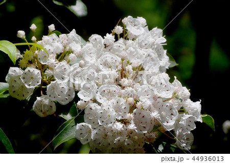 調布の植物園に咲くカルミア（アメリカシャクナゲ） 44936013