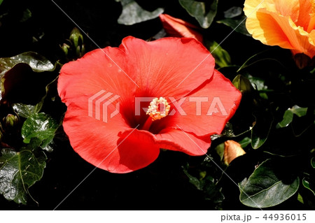 調布の植物園に咲く赤いハイビスカス 44936015