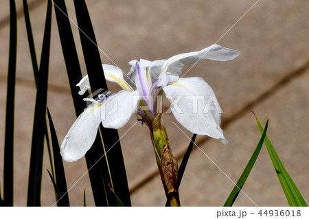 調布の植物園に咲く白いカキツバタ（白鷺） 44936018