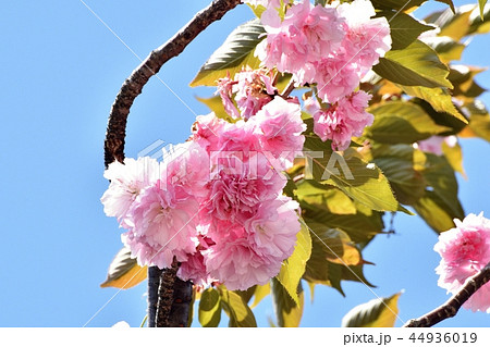 三鷹中原に咲くサトザクラ（八重桜） 44936019