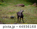 八ヶ岳桜平の野生鹿（2018年10月） 44936168