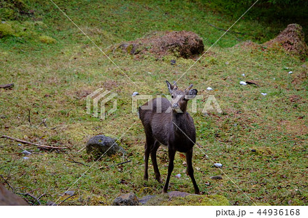 八ヶ岳桜平の野生鹿(2018年10月) 八ヶ岳桜平の野生鹿(2018年10月) 44936168