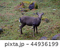 八ヶ岳桜平の野生鹿（2018年10月） 44936199