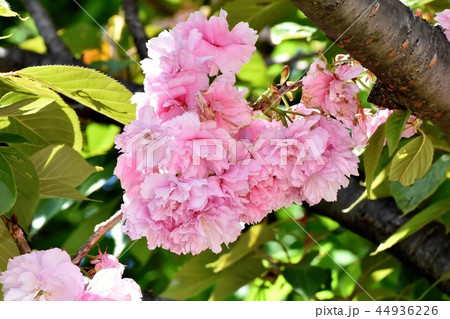 三鷹中原に咲くサトザクラ(八重桜) 三鷹中原に咲くサトザクラ(八重桜) 44936226
