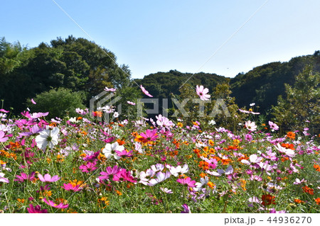 初秋の里山風景 茅ヶ崎 初秋の里山風景 茅ヶ崎 44936270