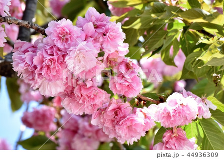 三鷹中原に咲くサトザクラ（八重桜） 44936309