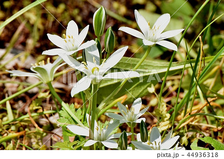 三鷹中原に咲くオオアマナ 44936318