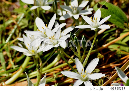 三鷹中原に咲くオオアマナ 44936353