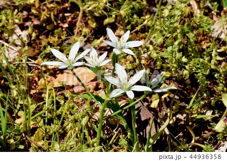 三鷹中原に咲くオオアマナ 44936358