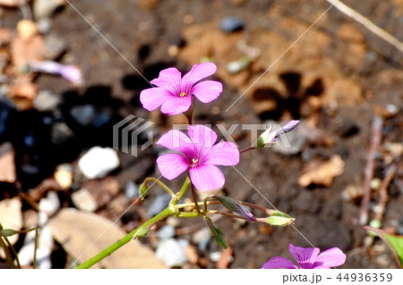 三鷹中原に咲くイモカタバミ 44936359