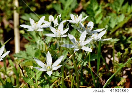 三鷹中原に咲くオオアマナ 44936360