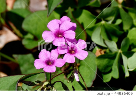 三鷹中原に咲くイモカタバミ 44936409