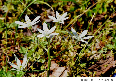 三鷹中原に咲くオオアマナ 三鷹中原に咲くオオアマナ 44936410