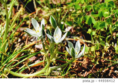 三鷹中原に咲くオオアマナ 三鷹中原に咲くオオアマナ 44936412