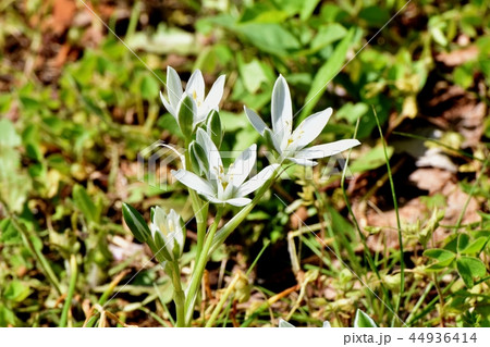 三鷹中原に咲くオオアマナ 三鷹中原に咲くオオアマナ 44936414